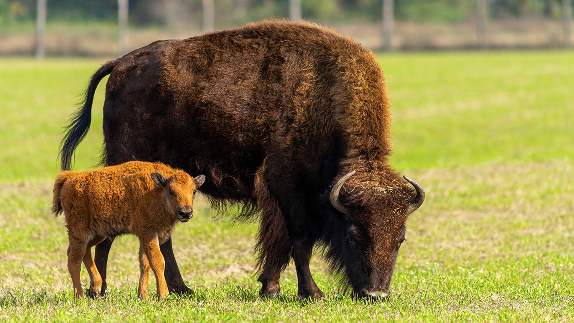 Bison or Buffalo?