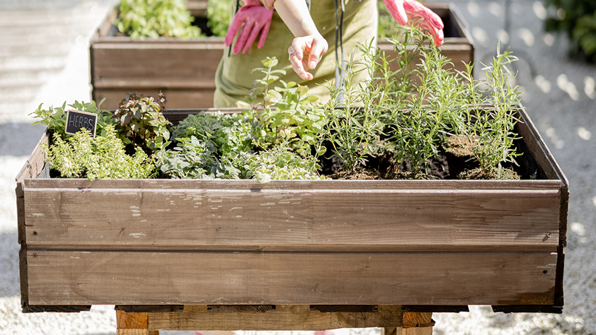 Container Garden Secrets