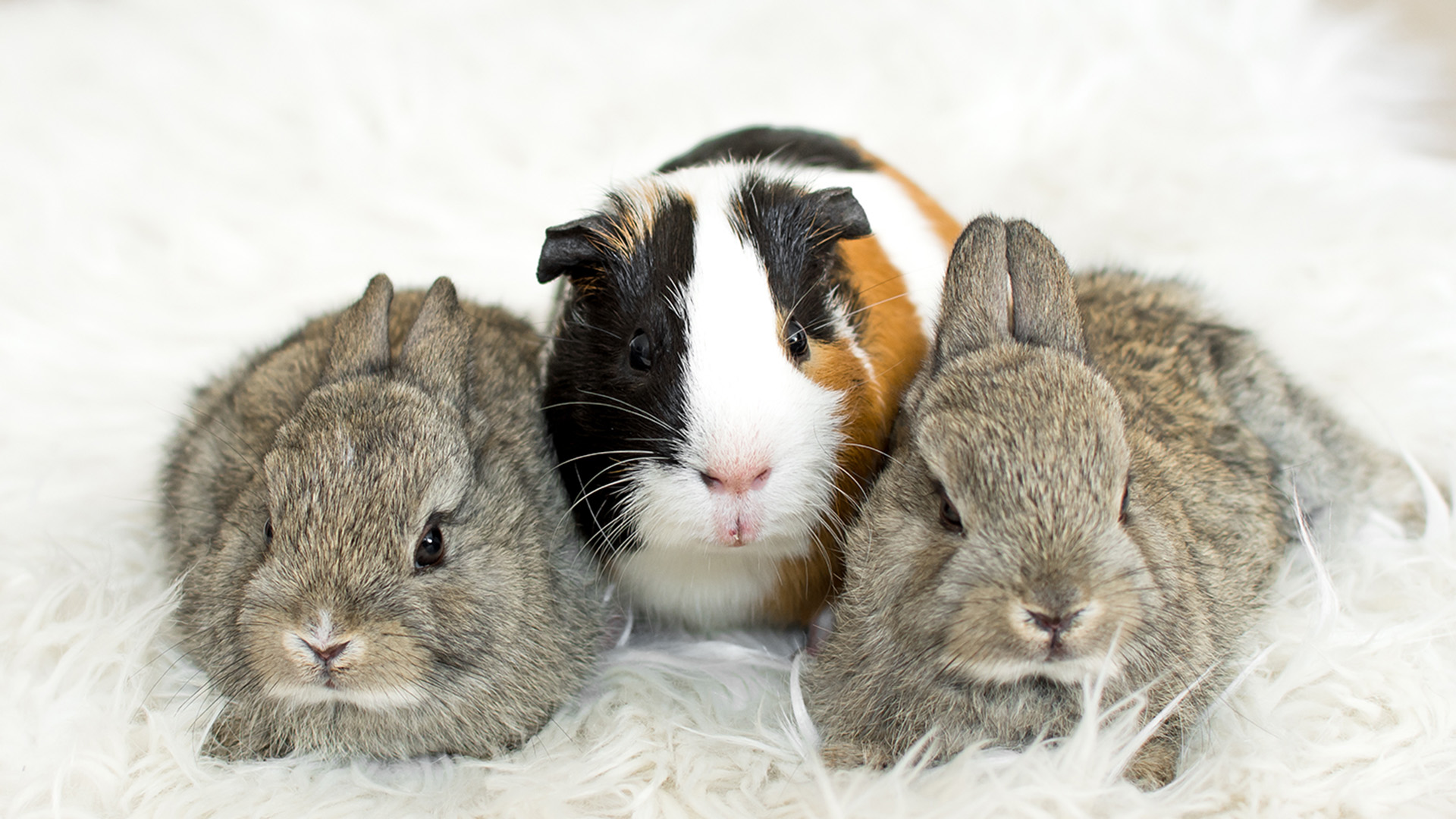 Guinea Pig & Bunny Information and Adoption Event